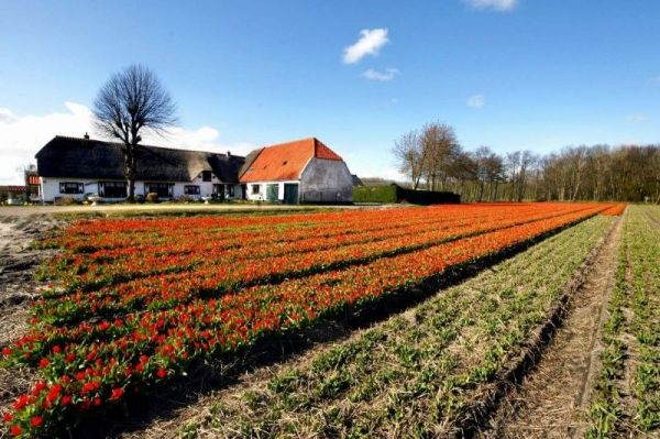 Os lindos campos de tulipas da Holanda