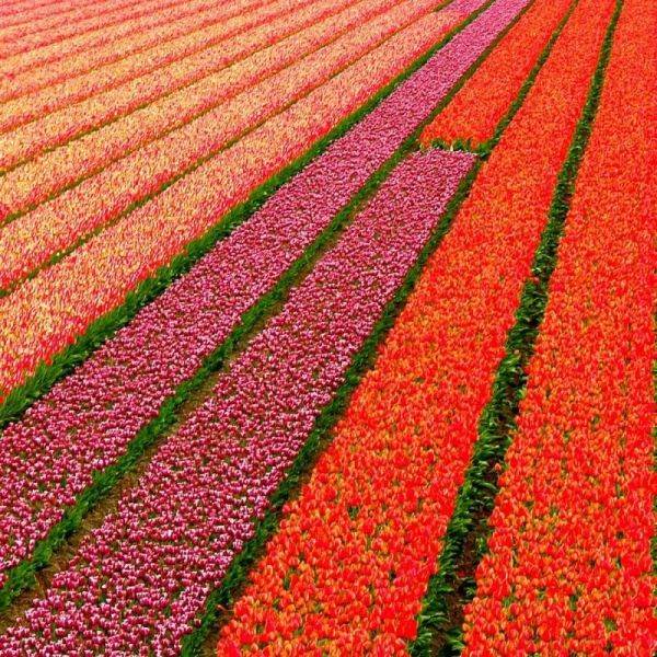 Os lindos campos de tulipas da Holanda