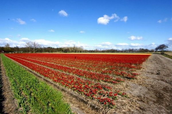 Os lindos campos de tulipas da Holanda