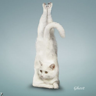 Yoga de gatos