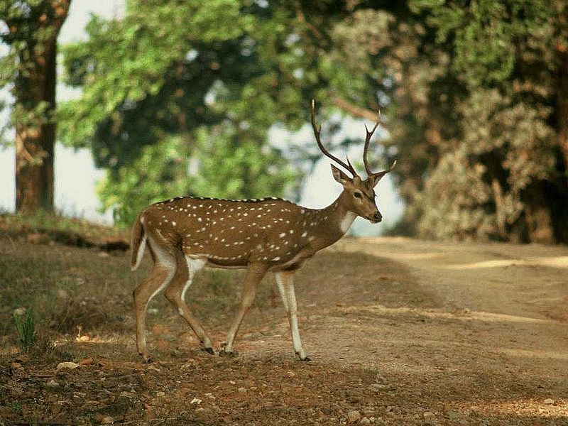 all animals the chital axis axis erxleben spotted deer
