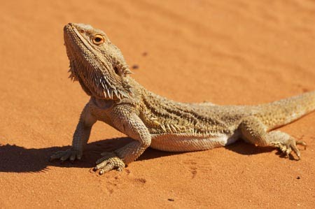 bearded-dragon-temperature-humidity.jpg