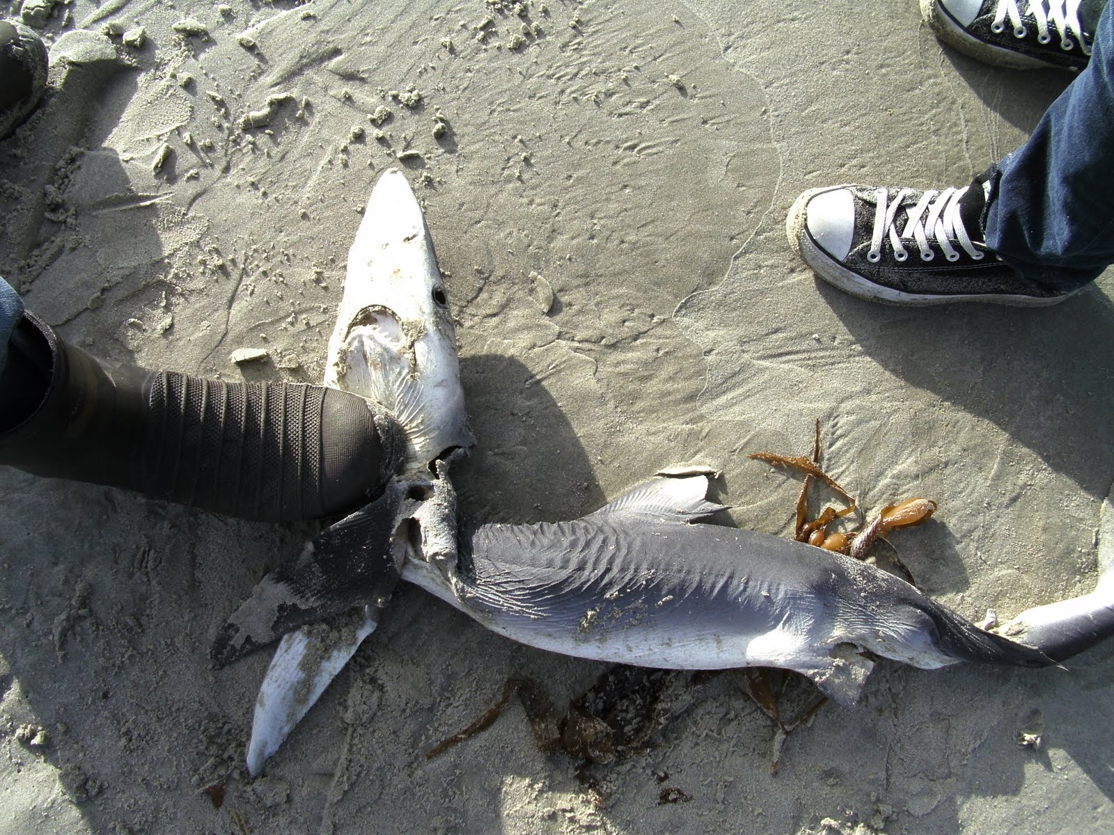Life after College: Dead Sharks are Fun!!!