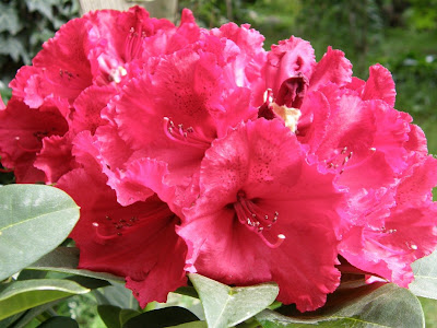 Suburban Sanctum January 2009