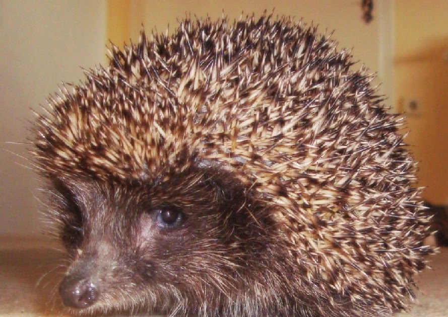 lady greenthumb s garden prickly friends overwintering lady greenthumb s garden prickly friends overwintering