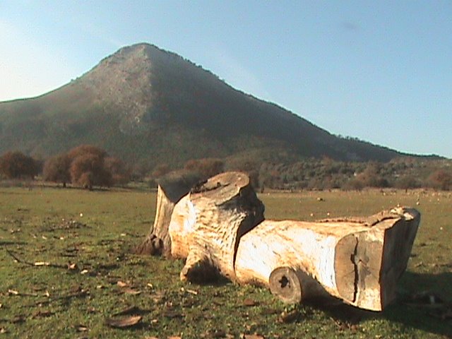 Εκπεσων Αγγελος [ Βρυστιανα Μαχαιρα ] Σειρα Βελανιδιες