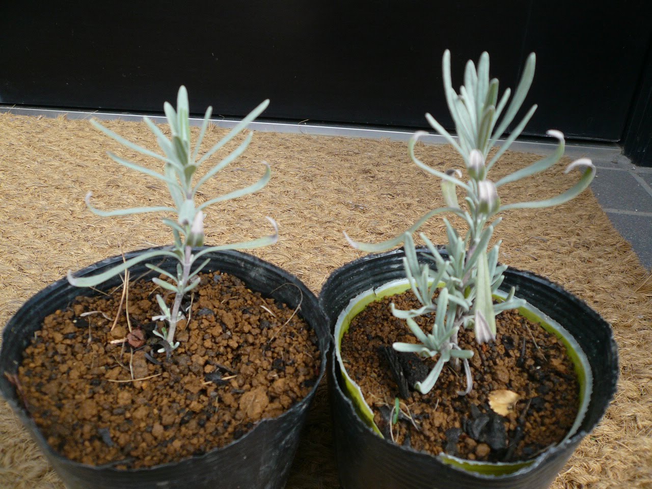 お店で独り言 ラベンダー 挿し木の成長記録
