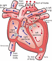 the heart how does the heart work how do the heart works