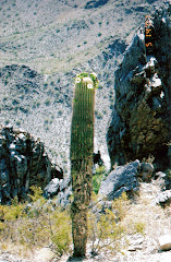 Decaying Cactus