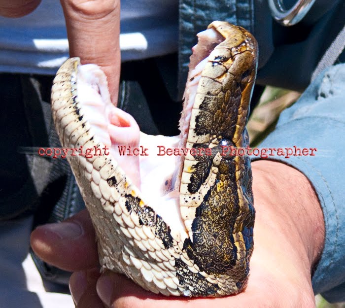 [L1110120 copyright Python mouth Wick Beavers Photographer.jpg]