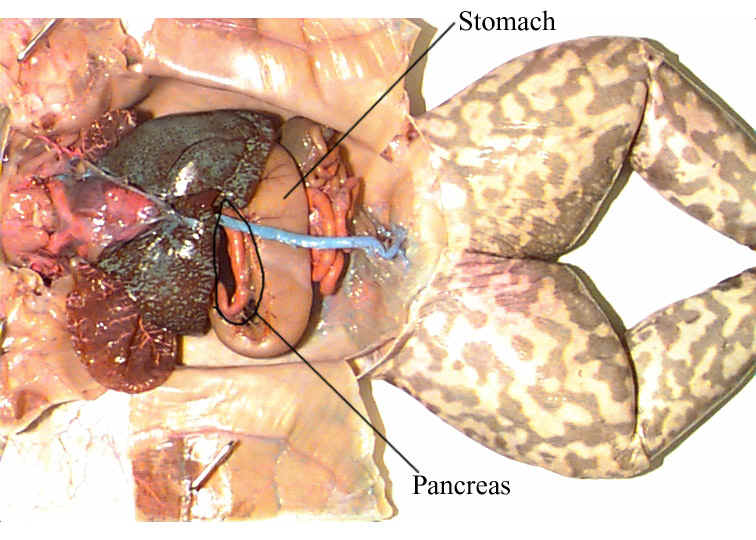 female frog dissection female frog dissection