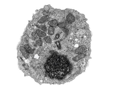 A Generalised Animal Cell as observed under an Electron Microscope