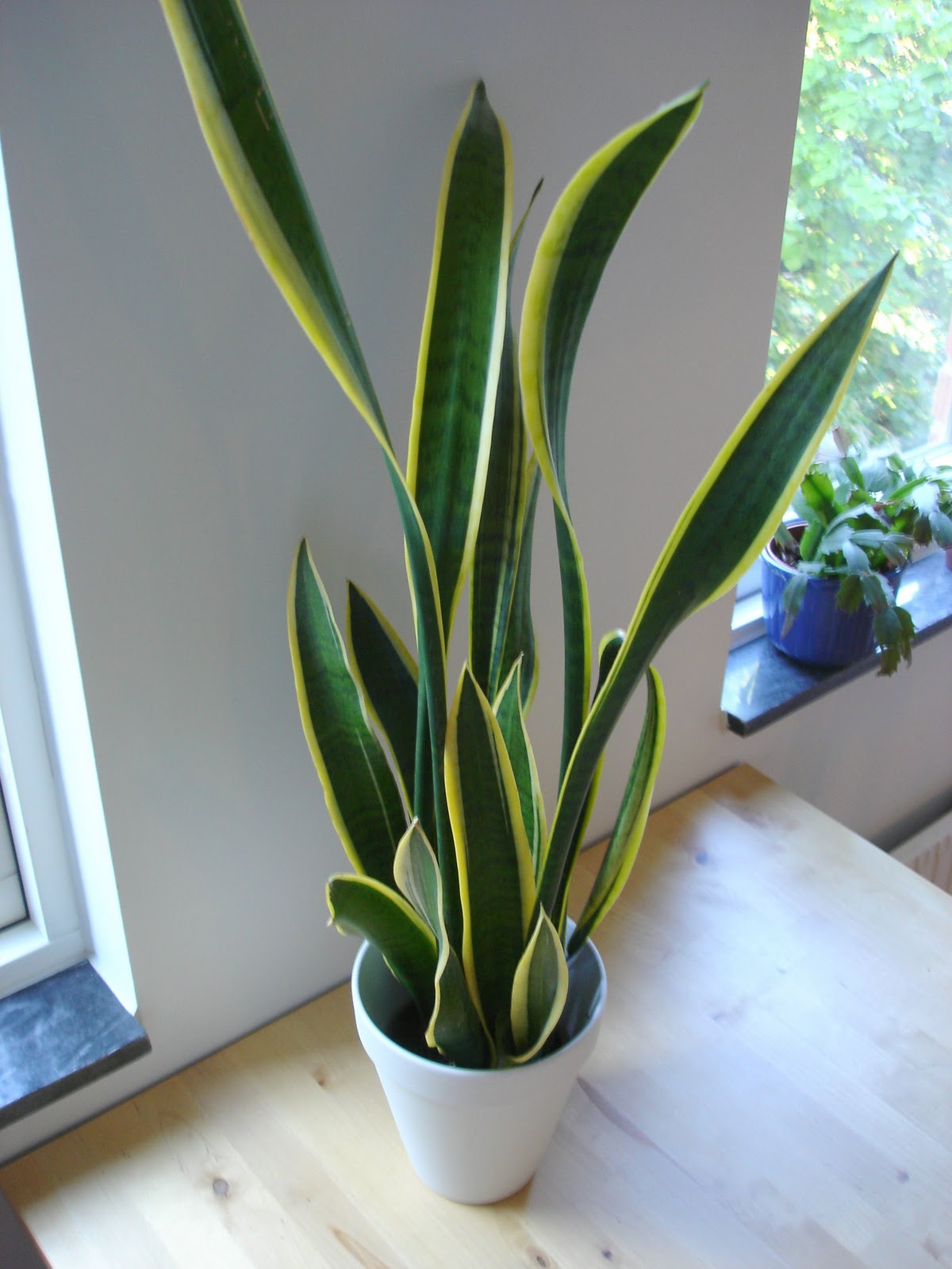 houseplant care guides: snake plant 101 - taking 'easy' to a new level houseplant care guides: snake plant 101 - taking 'easy' to a new level