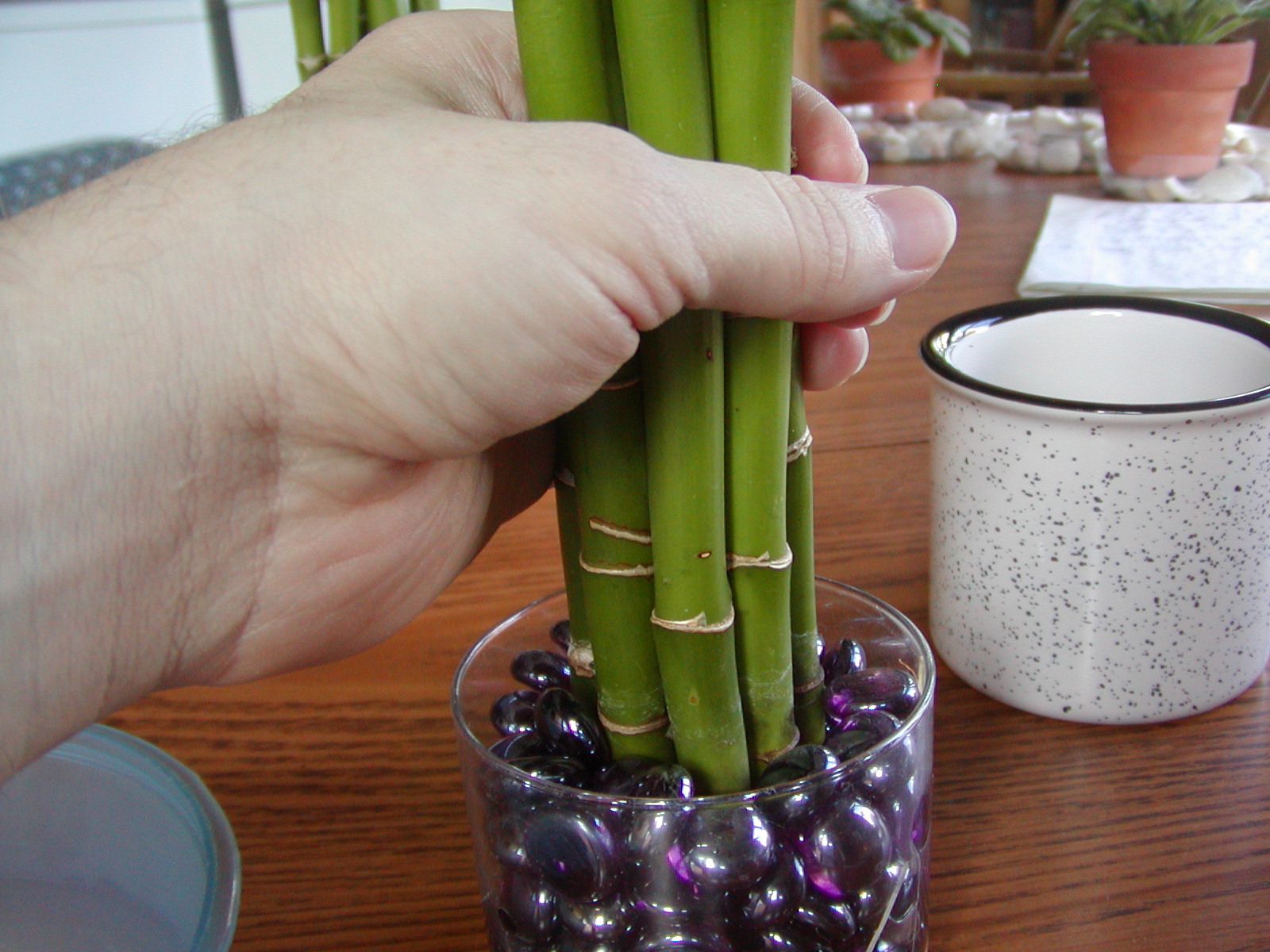 Houseplant Care Guides Lucky Bamboo 101
