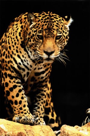 EnglishTops: Leopard Makes Himself at Home