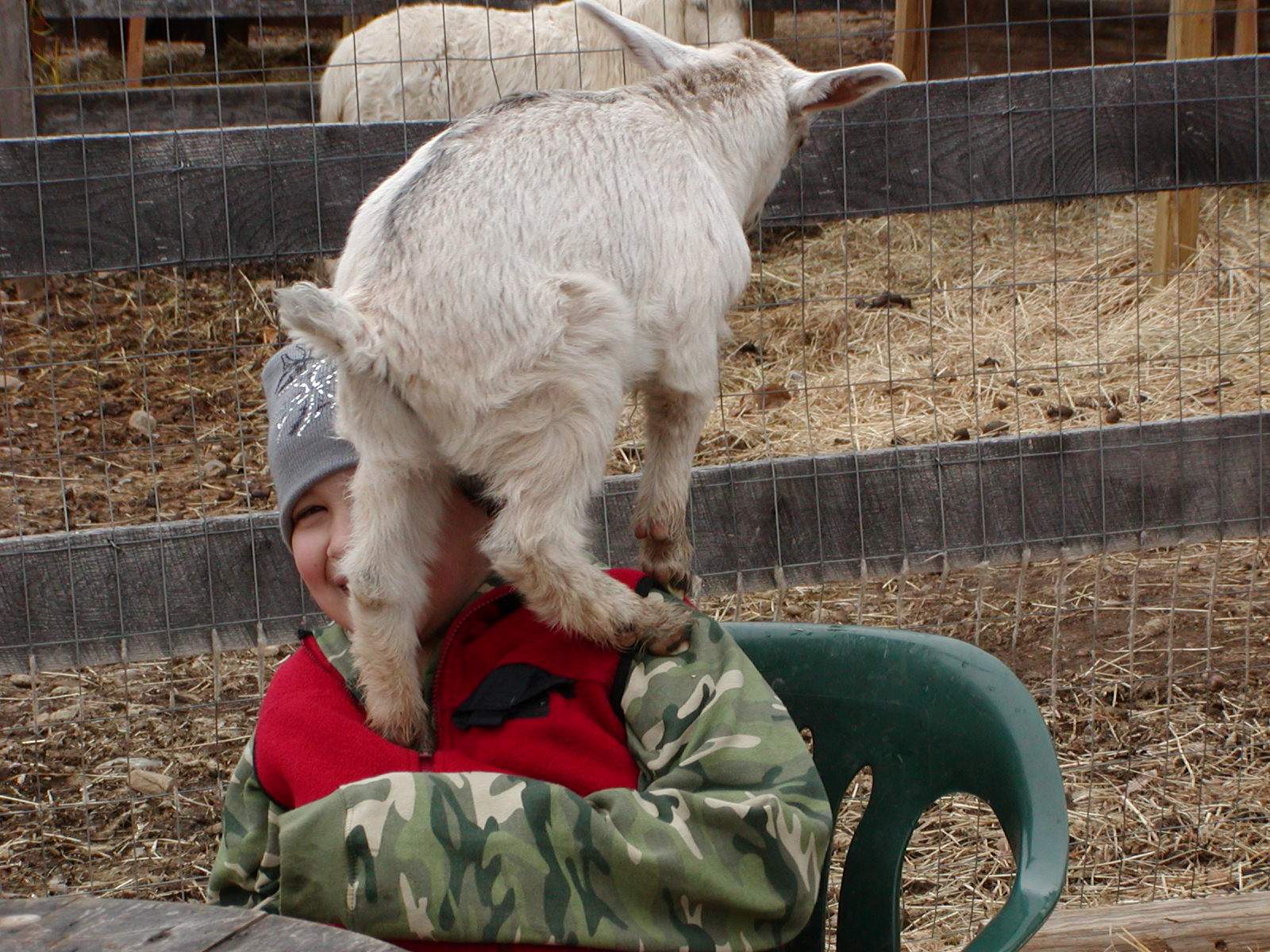 [Alden+with+goats+020.jpg]