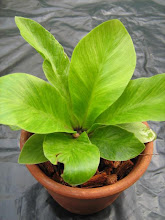 Asplenium nidus cv. variegata