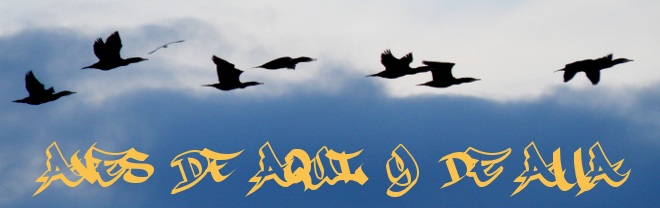 Aves de Aquí y de Allá