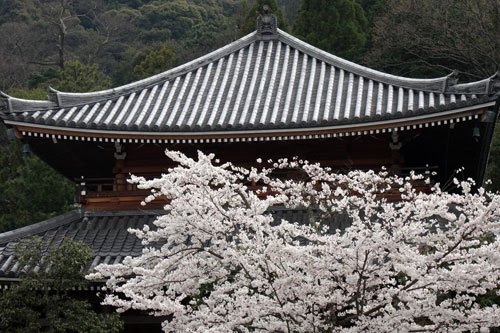 Visiter Okinawa Japon : Fond écran de cerisier en fleur et du Japon