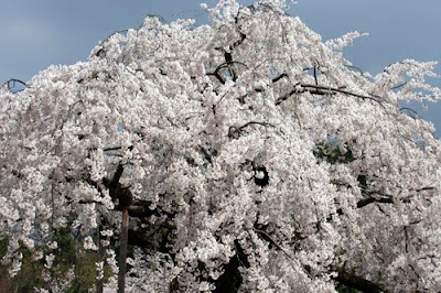 Visiter Okinawa Japon : Fond écran de cerisier en fleur et du Japon