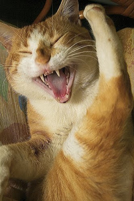 Cat Is Laughing