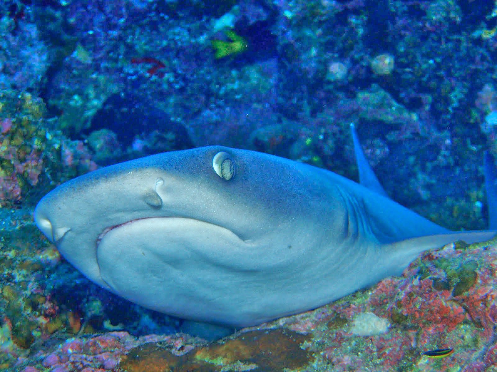 Diving In Search Of Shangrila ココ島 ネムリブカ 目つき悪いってば