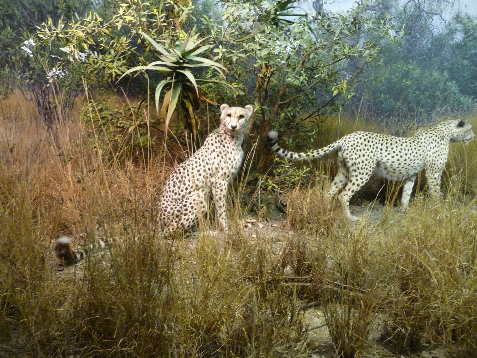 [P1000509.JPG]
