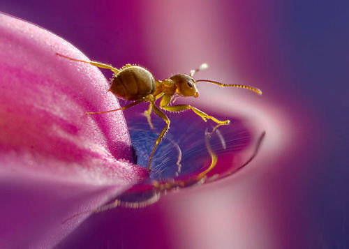 Lasius Flavius Macro Photography