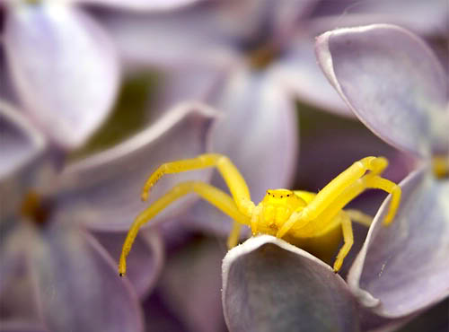 Spiderman by eirikso Macro Photography