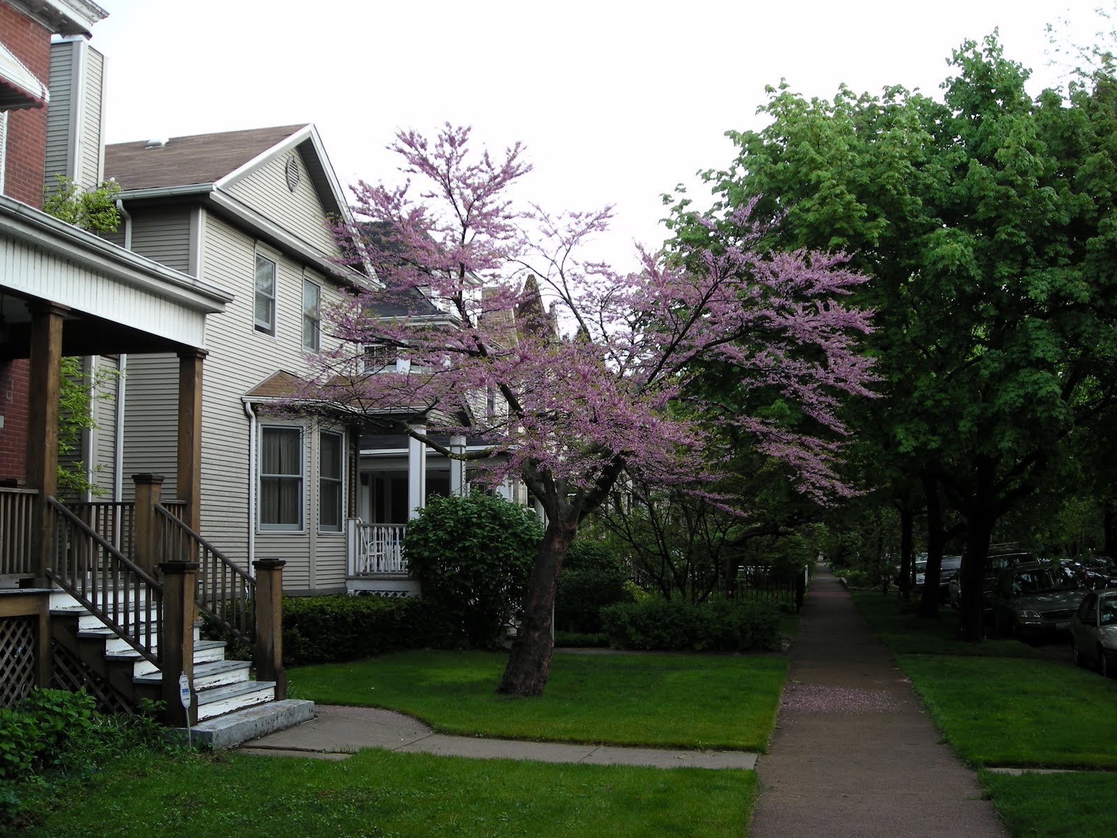 chicago landscape Flowering Trees