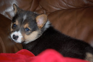 KA Pembroke Welsh Corgi