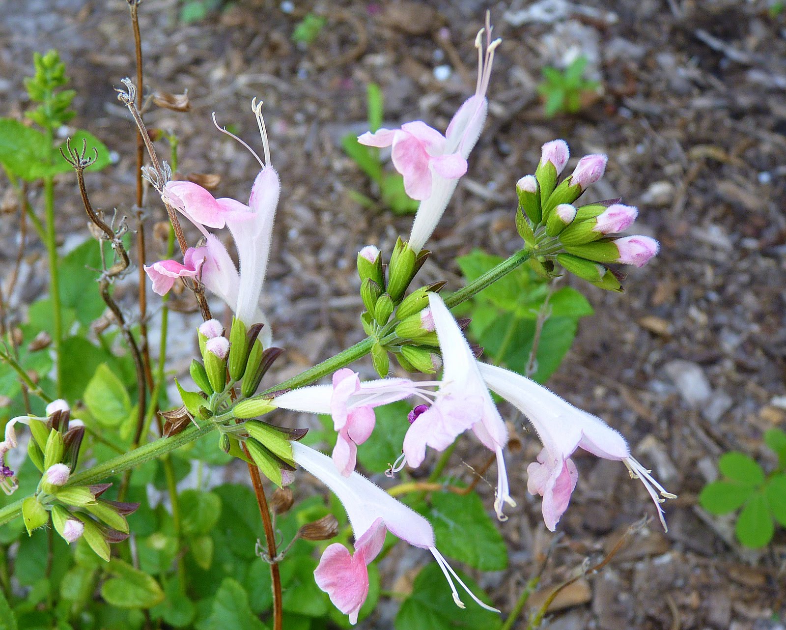 My Florida Backyard When The Bloom Is On The Sage