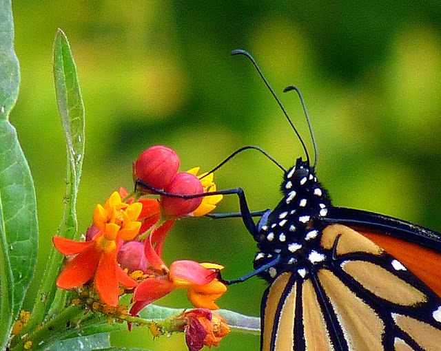 Some Basic Butterfly Anatomy Birds and Blooms