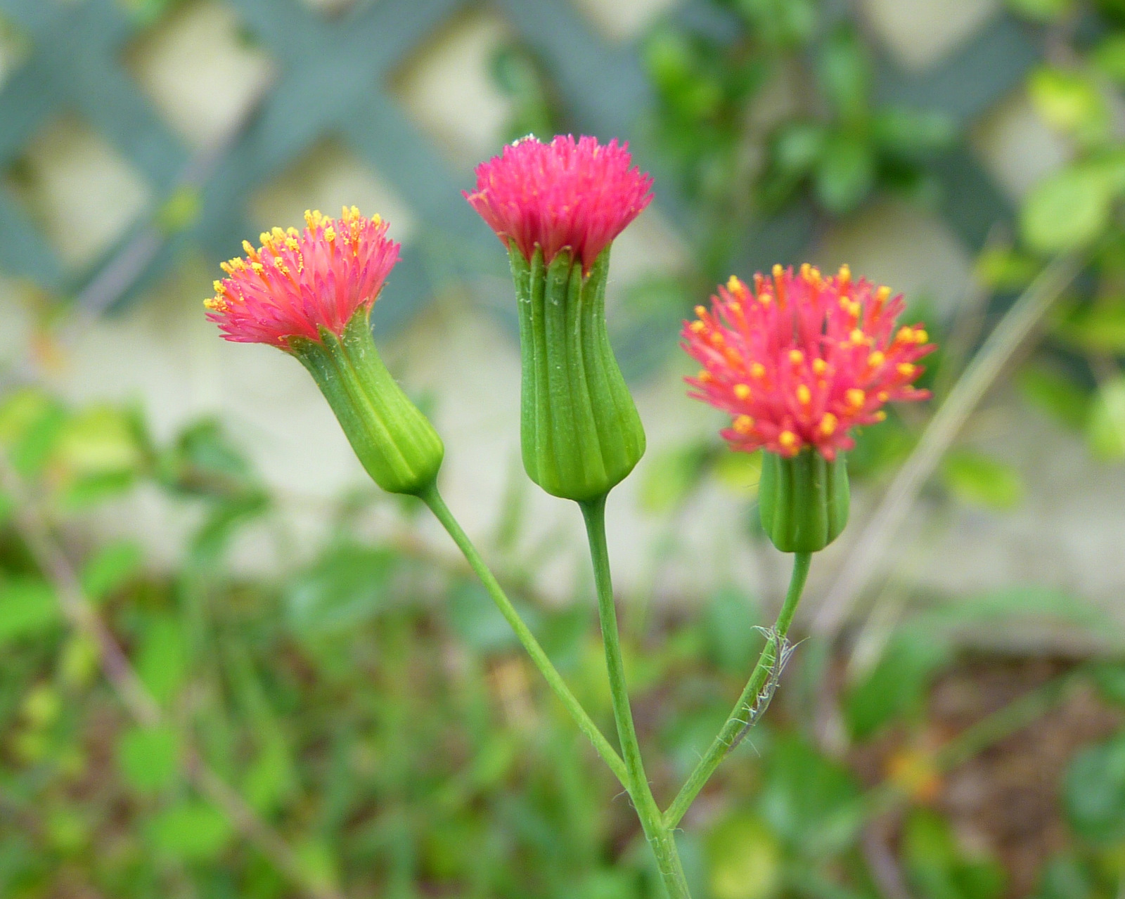 My Florida Backyard: There Grew a Little Flower