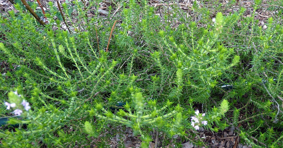 My Florida Backyard Penny Lane