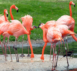 SANTA LUCIA PINK FLAMINGOS