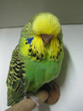 Verde Claro (Baby)