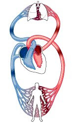 VIAJANDO DE FORMA VIRTUAL POR EL INTERIOR DE TU CUERPO: Como funciona