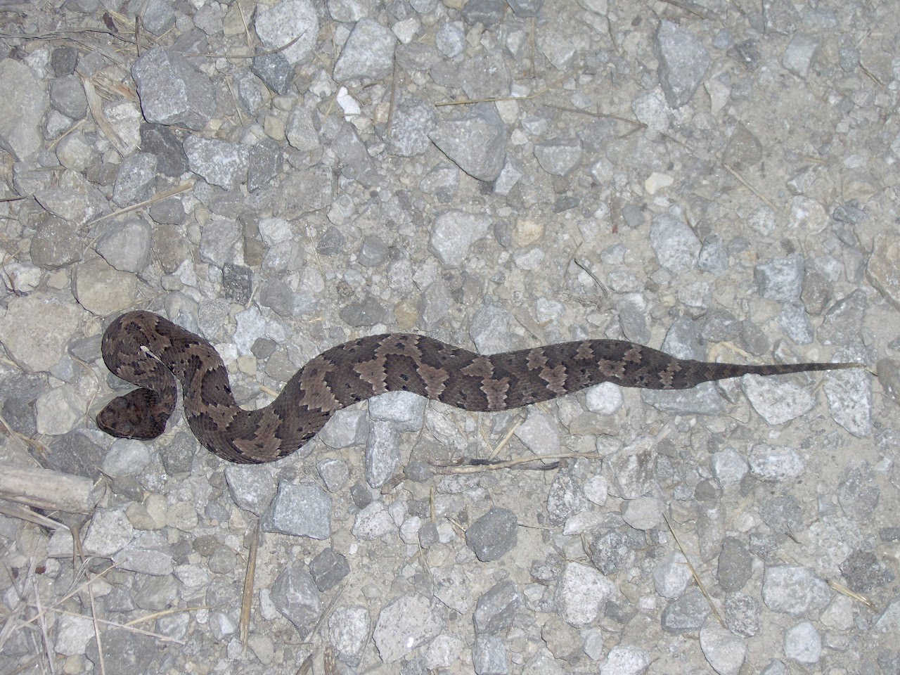 My Snakes Baby Cottonmouth