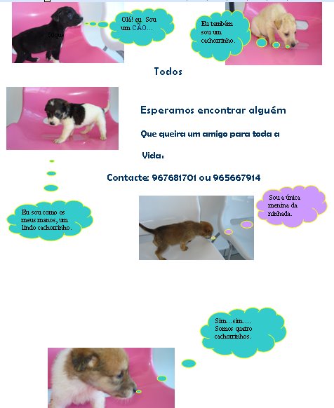 [cachorros.bmp]