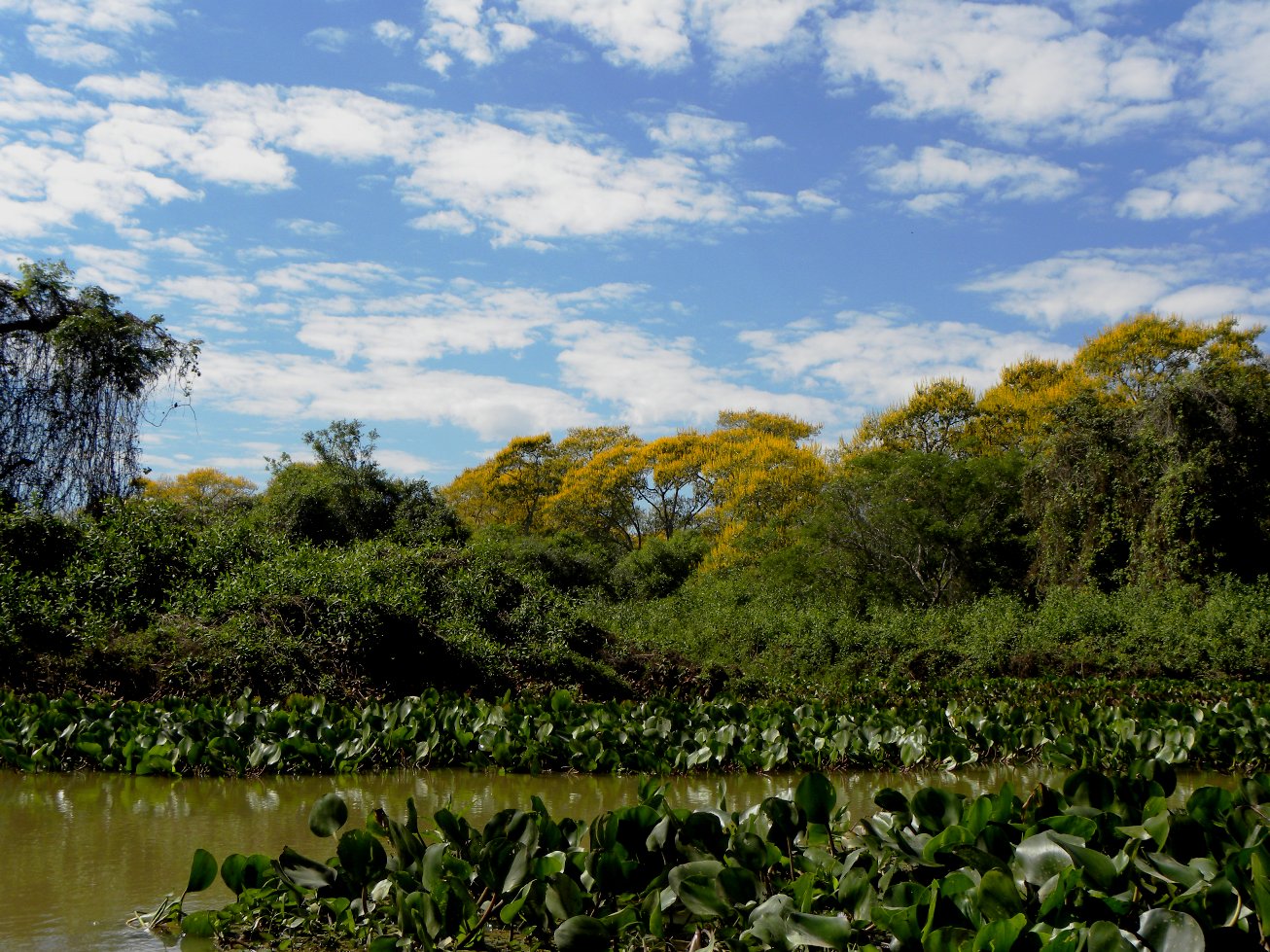 Pantanal Nature - The life in the Pantanal - Bios: Pantanal Jaguar Tour