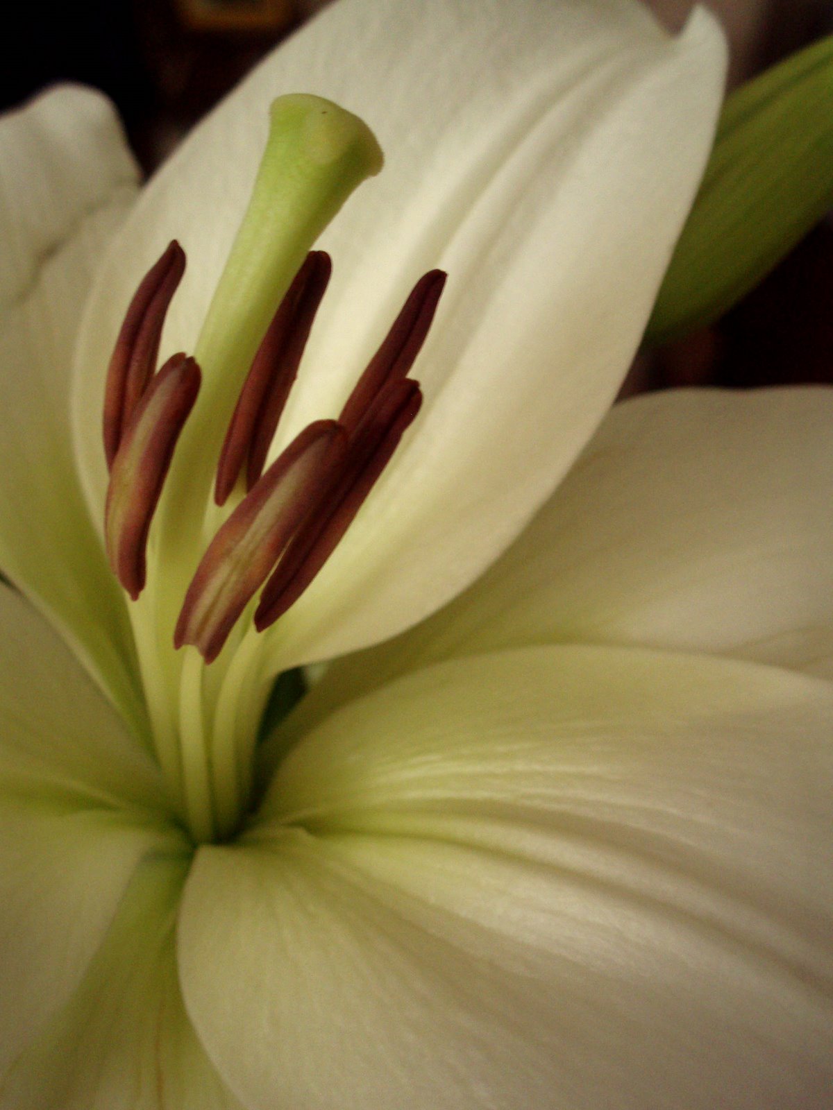 [fleur]