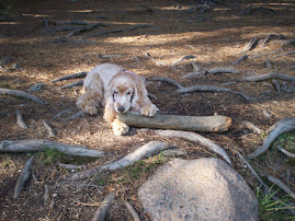 Dina y su pequeño palito