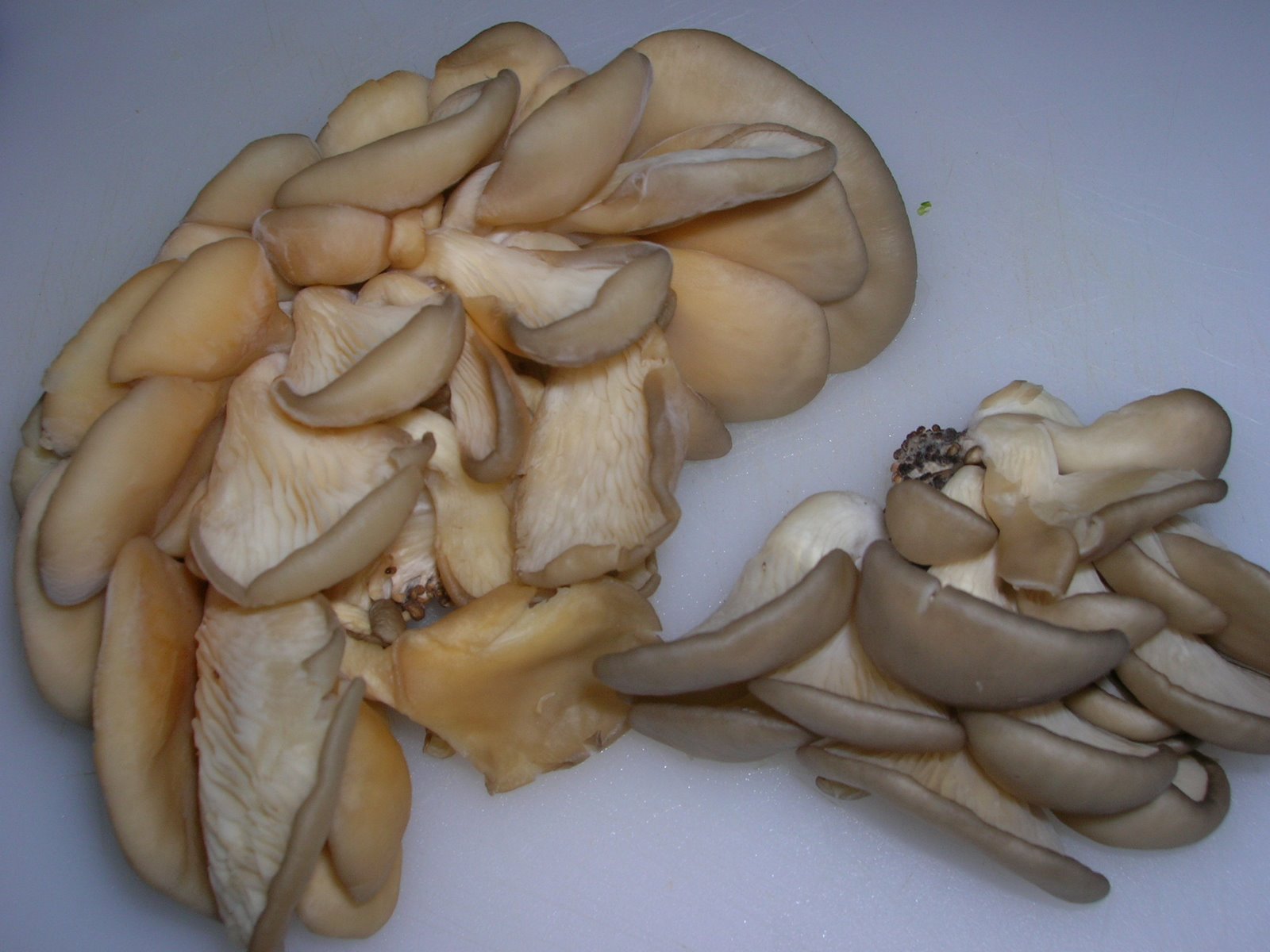 [Oyster+mushrooms2.JPG]