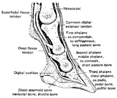 Diagram Of Hoof