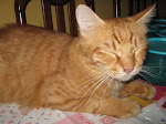 kucing sya