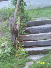 Percy photographed this Plieated Woodpecker at her home in Shelburne