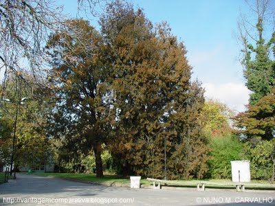 [8_JARDIM_DA_UNIVERSIDADE_DO_PORTO__PORTUGAL.JPG]