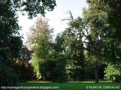 [4_JARDIM_DA_UNIVERSIDADE_DO_PORTO__PORTUGAL.JPG]