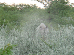 White Rhino in Bushes